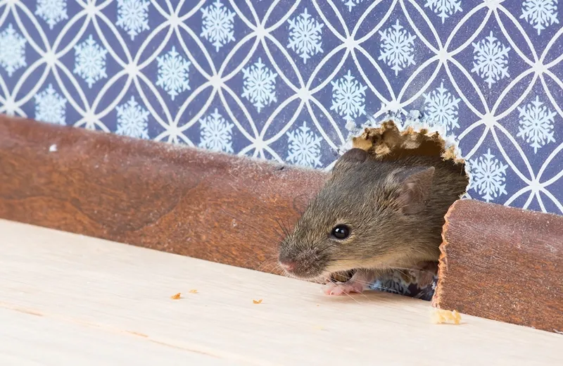 rodent