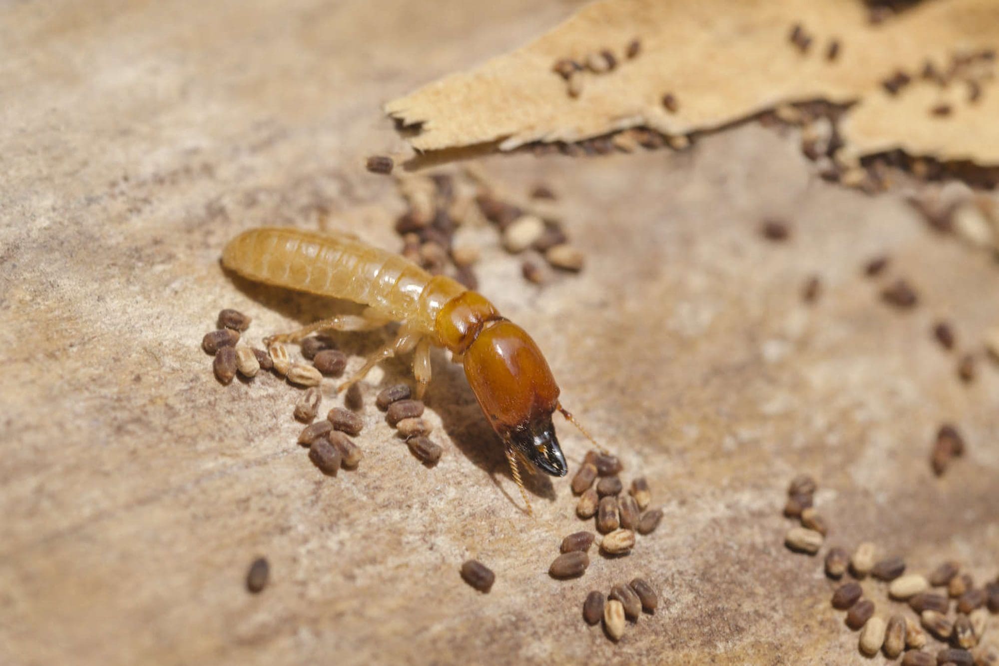 Drywood Termites Are Swarming! | Mills Pest Management